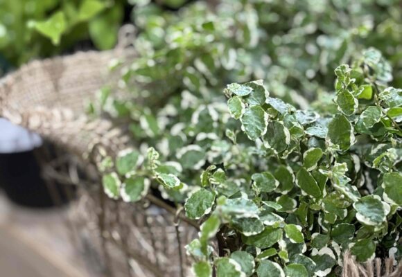 観葉植物入荷