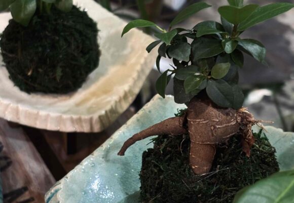 苔玉ワークショップ